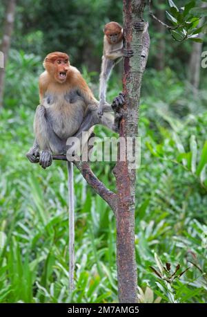 Mother proboscis monkey makes threat display at other monkeys to  protect her baby in coastal forest, Sabah, Borneo, Malaysia. Nasalis larvatus Stock Photo