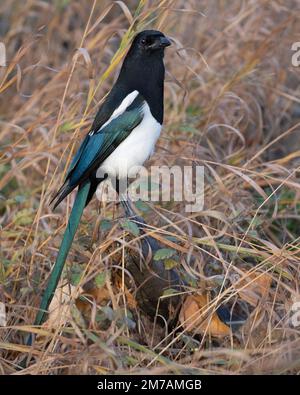 Black-billed magpie showing iridescent feathers (Pica hudsonia) Stock Photo