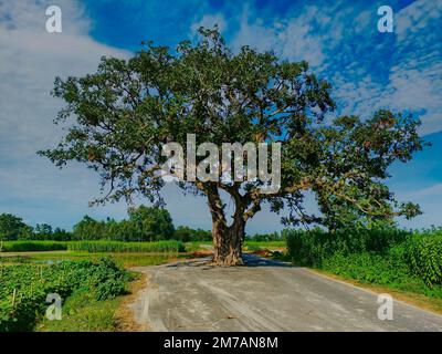 banyan tree standing in the middle of road Stock Photo