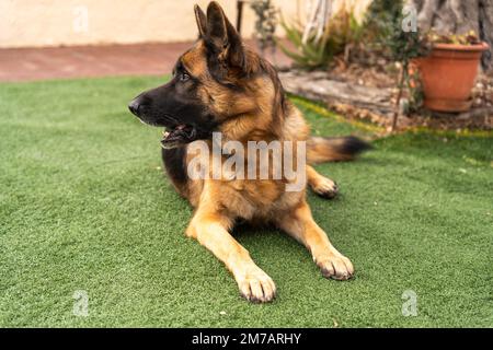 Cute German Shepherd dog lying on green grass and looking away with curiosity in summer day Stock Photo