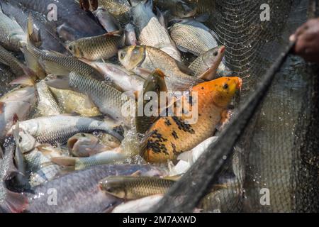 Different types of carp fish jumping inside a net while fishing in a fish farm at Khulna, Bangladesh. Stock Photo