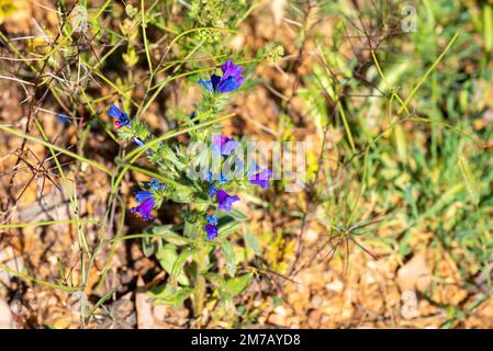 Echium plantagineum, commonly known as purple viper's-bugloss or Patterson's curse, growing in a paddock near Bourke, New South Wales, Australia Stock Photo