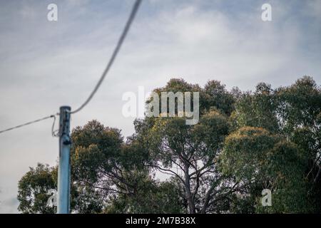 trees next to power lines in summer in australia high fire risk Stock Photo