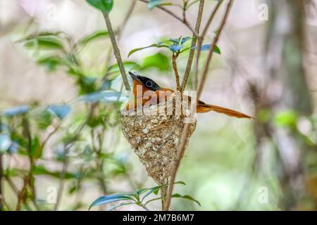 Beautiful bird Malagasy paradise flycatcher (Terpsiphone mutata), female on nest, endemic species of bird in the family Monarchidae. Andasibe-Mantadia Stock Photo