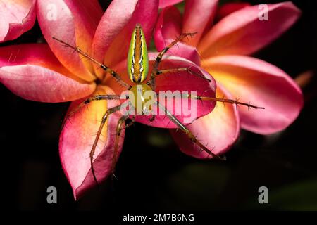 Malagasy Green Lynx Spider, (Peucetia Madagascariensi) Genus of lynx spiders. Isalo National Park , Madagascar wildlife animal Stock Photo