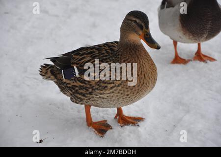 Duck in a snow. Close up broun duck and emerald green drake. Two wild mallard ducks standing on pier covered with snow near river. Wild nature lif. Stock Photo