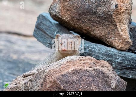 Indian grey mongoose or Urva edwardsii observed in Hampi, India Stock Photo