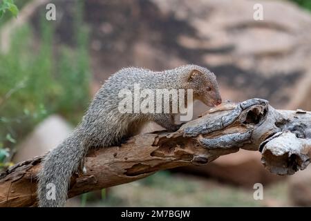 Indian grey mongoose or Urva edwardsii observed in Hampi, India Stock Photo