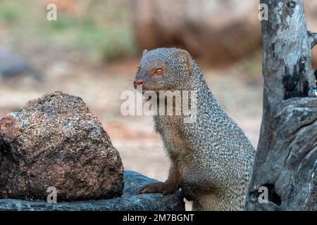 Indian grey mongoose or Urva edwardsii observed in Hampi, India Stock Photo