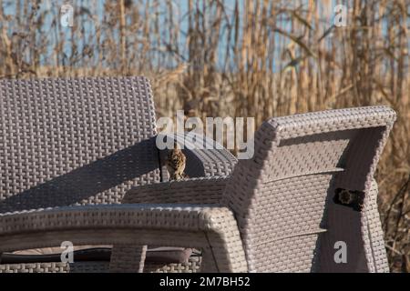 Sparrows perched on garden furniture next to beach vegetation Stock Photo