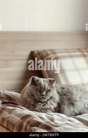 a fluffy grey british longhair cat relaxing on bed in bedroom, autumn or winter cozy bedroom concept Stock Photo