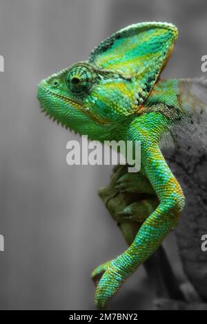 The green chameleon Chamaeleonidae is a family of lizards that can ...