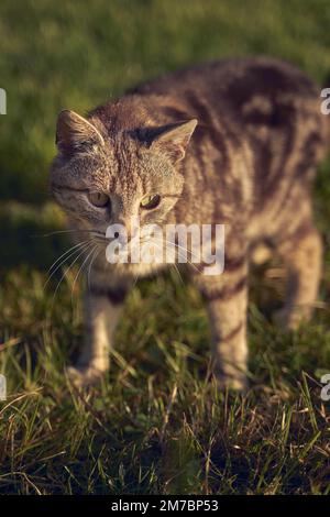 A closeup shot of a beautiful cute cat walking on the grass on a sunny day on the blurred background Stock Photo
