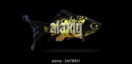 Transparent black and white fish on a black background Stock Photo