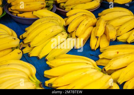 Goiania, Goiás, Brazil – January 08, 2023: Several bunches of bananas arranged, on display for sale at a fair. Stock Photo