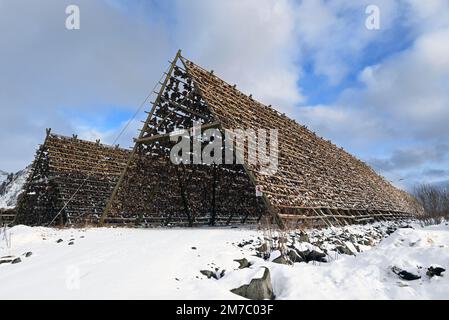 Stockfish wooden frame in the port of Svolvaer in the Lofoten peninsula, northern Norway. Here are dried the fish industry wastes. Stock Photo