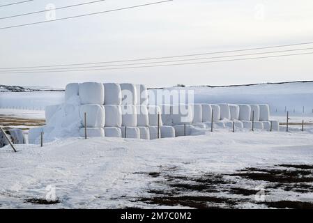 Hay wrapped with white plastic in a field covered with snow in the area of Tana Bru, far northern Norway. Stock Photo