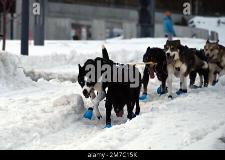 Some hundred meters after the Finmarslopet start line, a sled dog team begins the 1200 kilometer race. Stock Photo