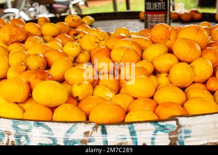 Goiania, Goiás, Brazil – January 08, 2023: Detail of pequis displayed for sale at the fair with a can used to measure the quantity of pieces. Stock Photo