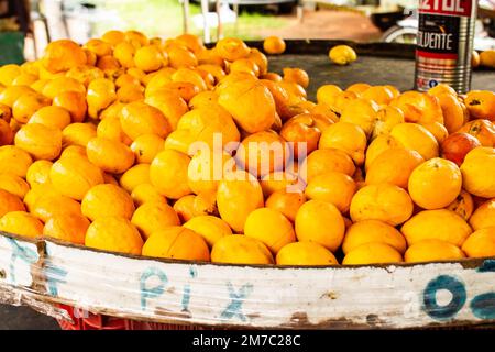 Goiania, Goiás, Brazil – January 08, 2023: Detail of pequis displayed for sale at the fair with a can used to measure the quantity of pieces. Stock Photo