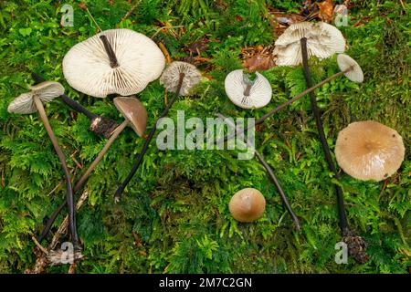 garlic parachute (Marasmius alliaceus, Mycetinis alliaceus), fruiting bodies lying on mossy ground, Germany, Bavaria, Ammergauer Alpen Stock Photo