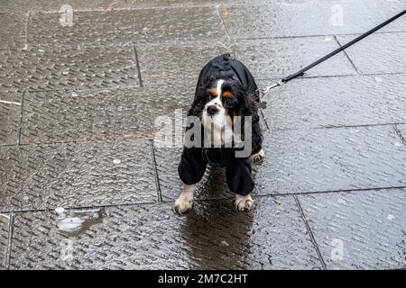 Cavalier King Charles Spaniel (Canis lupus f. familiaris), going for a walk in a dog coat when it rains, front view, Austria Stock Photo