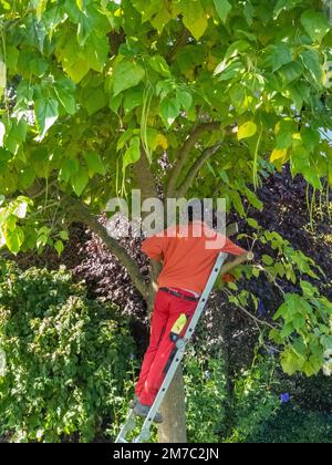 Chinese catalpa, yellow catalpa (Catalpa ovata), gardener cutting back ...