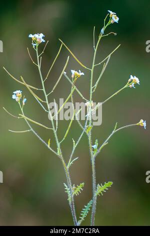 Sand Rock-cress (Cardaminopsis arenosa, Arabidopsis arenosa), blooming, Germany, Bavaria, Ammergebirge Stock Photo