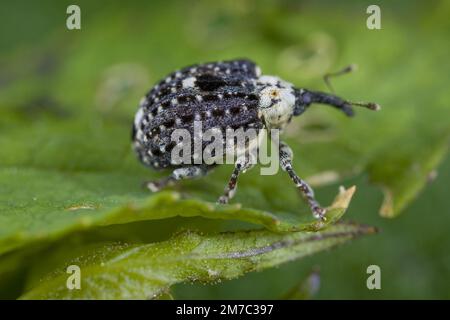 figwort weevil (Cionus scrophulariae), on a leaf, side view, Germany Stock Photo