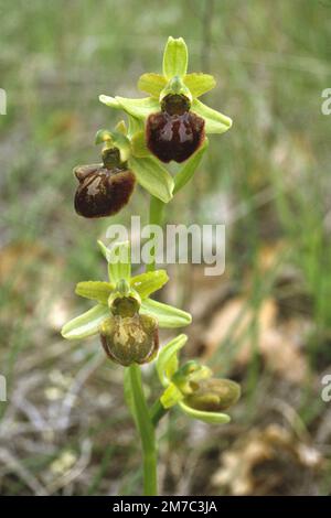 Monte Gargano ophrys (Ophrys garganica, Ophrys passionis ssp. garganica, Ophrys sphegodes ssp. garganica), blooming, Italy, Tuscany Stock Photo