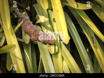 tokay gecko is a nocturnal arboreal gecko in the genus Gekko, the true geckos. It is native to Asia and some Pacific Islands. Stock Photo