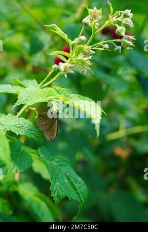 Ringlet (aphantopus hyperantus) brown butterfly feeding on raspberry green sprig Stock Photo