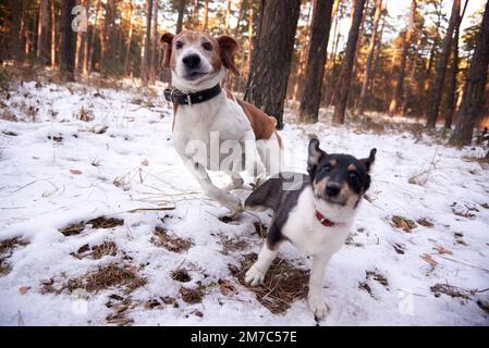 A beagle and a pooch in a winter forest. Stock Photo