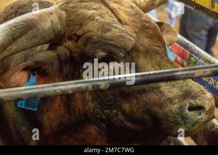 New York, United States. 08th Jan, 2023. Dan Post's Night Moves seen during the third round of the Professional Bull Riders 2023 Unleash The Beast event at Madison Square Garden in New York City. Credit: SOPA Images Limited/Alamy Live News Stock Photo