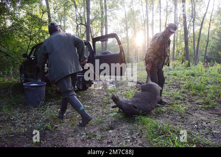 France. Alsace. Bas-Rhin (67) Hunters loading a wild boar taken during a pirsch hunt into a car Stock Photo