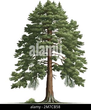 Realistic green tallest tree in the world sequoia on a white background - Vector illustration Stock Vector