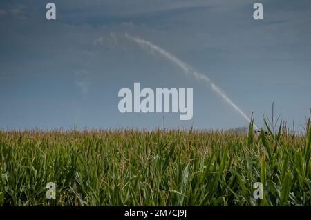 Watering the corn field mobile concept Stock Photo