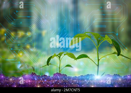 Agricultural technologies for growing plants and scientific research in the field of biology and chemistry of nature. Living green sprout in the hands of a farmer. Organic digital background. High quality photo Stock Photo