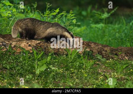 Lactating sow, Eurasian Badger (Meles meles), on a nature reserve in the Herefordshire UK countryside. May 2022 Stock Photo