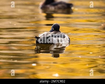 A male tufted duck, Aythya fuligula, floats peacefully on a pond while resting in late afternoon in Ueno Park, Tokyo, Japan Stock Photo