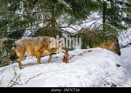 group of wolves hunting in the forest under the snow background ...