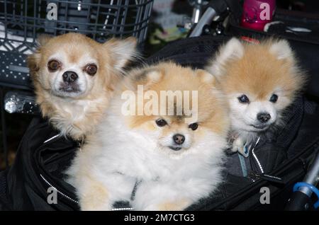 Dogs in a baby buggy. Puppies of Akita breed in the center and to the right. Ginza. Tokyo. Japan. Stock Photo