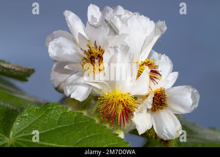 Closeup of the white petals and yellow-red stamens of African linden against a blue sky Stock Photo