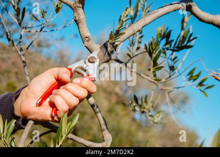 closeup of a man pruning an olive tree using a pair of pruning shears, in an orchard in Spain Stock Photo