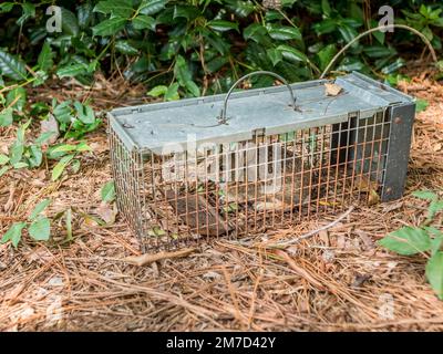 Rabbit in live humane trap. Pest and rodent removal cage. Catch and release wildlife animal control service. Stock Photo