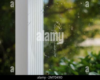 Swimming Pool cage frame enclosure mosquito screen with hole. Torn and damaged lanai porch window screen in need of repair or replacement. Stock Photo