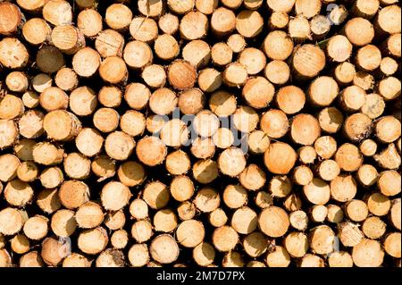 Tree trunks stacked one on another after being cut down and made ready for transportation. Stock Photo