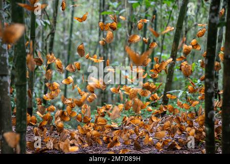 (230109) -- BEIJING, Jan. 9, 2023 (Xinhua) -- This photo taken on June 9, 2022 shows butterflies in the Honghe butterfly valley in southwest China's Yunnan Province.  Every year from May to June, a large number of butterflies began to emerge from chrysalises in the Honghe butterfly valley in Yunnan Province. (Xinhua/Hu Chao) Stock Photo