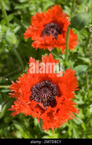 The flowering head of the poppy, Papaver orientale 'Turkenlouis' showing its amazing ruffled petals. Stock Photo