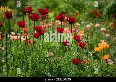 A clump of poppies, probably Papaver Orientale John lll and Papaver Orientale Beauty of Livermere. Stock Photo
